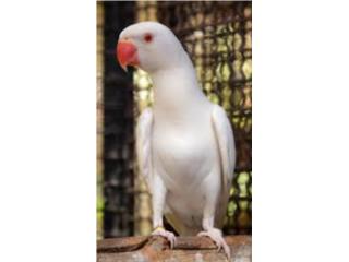 Ringneck albino (( bebe )) no adn  Puerto Rico
