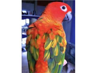 Sun conure red factor (( bebe )) Puerto Rico