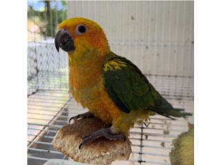 Sun conuro macho  Puerto Rico
