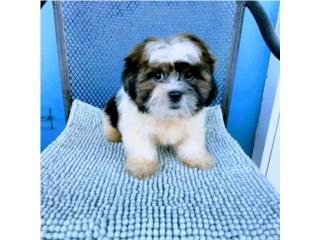 BELLO SHITZU MACHITO CON PAPELES Y VACUNAS, Puppy world