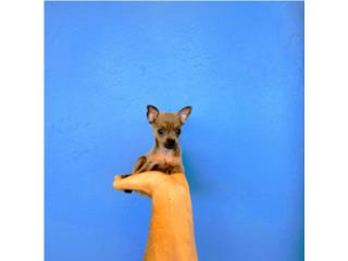 BELLA TOY CHIHUAHUA NENA BLUE FAWN CN PAPELES Puerto Rico