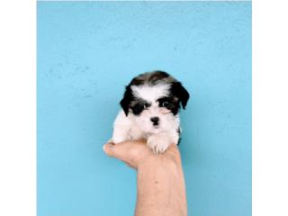 BELLA SHITZU NENA PEQUE�ITA CN PAPELES-VACUNA, Puppy world