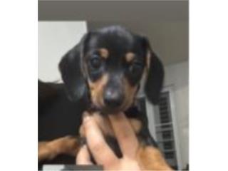 Precioso salchicha  2 meses  Vacunado  Puerto Rico