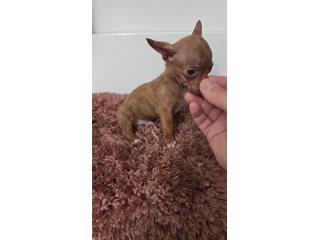 275 chihuahua macho  Puerto Rico