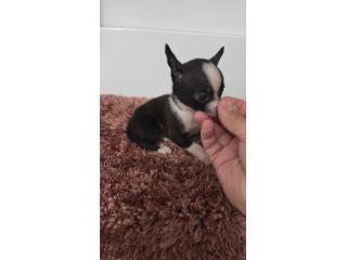 275 chihuahua macho  Puerto Rico