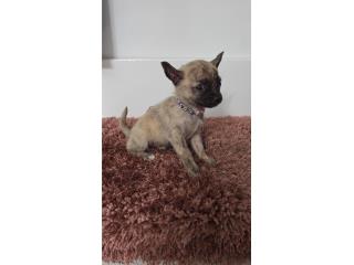 375chihuahua hembra  Puerto Rico