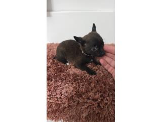 375chihuahua hembra  Puerto Rico