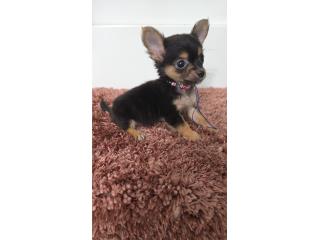 375chihuahua hembra  Puerto Rico