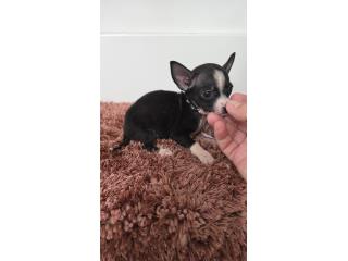 375chihuahua hembra  Puerto Rico