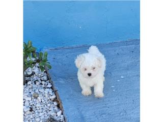 Puerto Rico Maltes Macho, Perros Gatos y Caballos