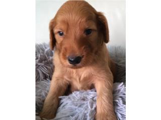 KODIAK - Golden Labradoodle Standard Macho, Everlasting Doodles