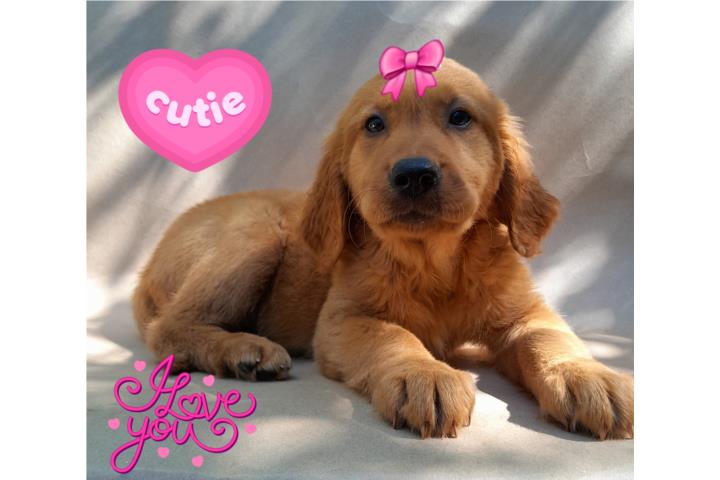 CACHORROS GOLDEN RETRIEVERS  Puerto Rico