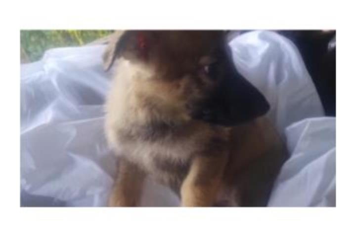 German sheperds  Puerto Rico
