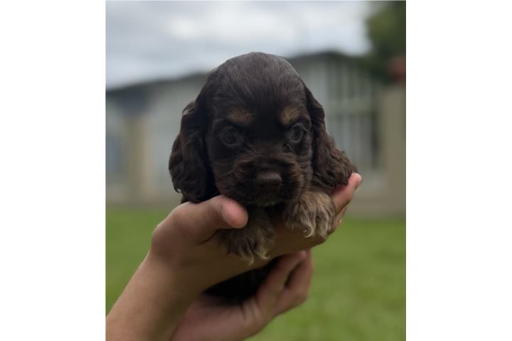 Cocker spaniel CHOCO & Tan Puerto Rico