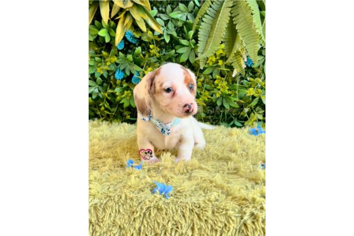 Dachshund mini Nene con papeles  Puerto Rico