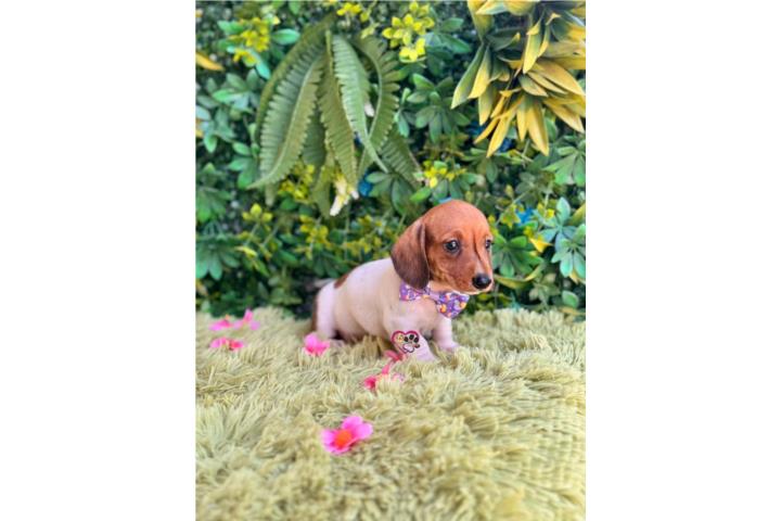 Dachshund mini Nena con papeles  Puerto Rico