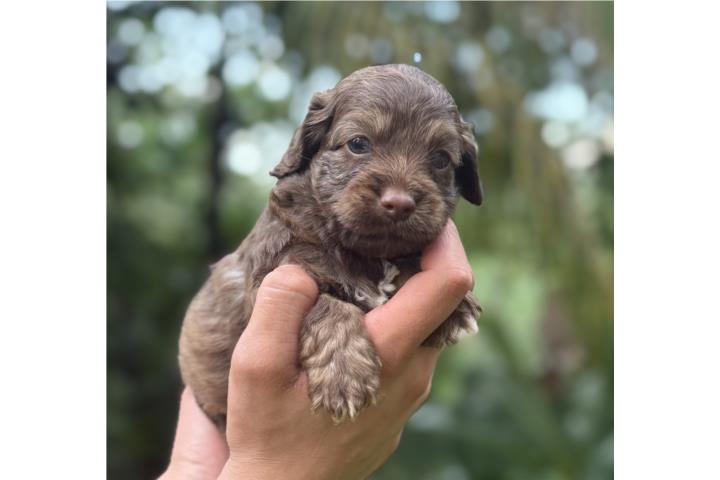 Cockapoo nene cocker spaniel y poodle  Puerto Rico
