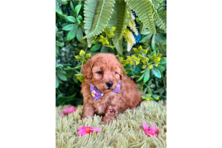 Toy Poodle Nena con papeles  Puerto Rico