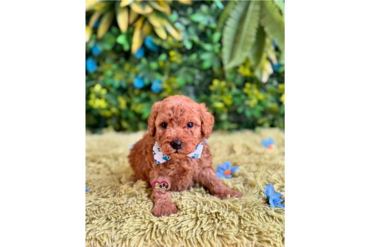 Toy Poodle Nene con papeles  Puerto Rico