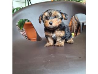 vendo hermosos yonker  Puerto Rico