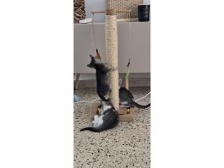 Gatitos de mes y medio preciosos Puerto Rico