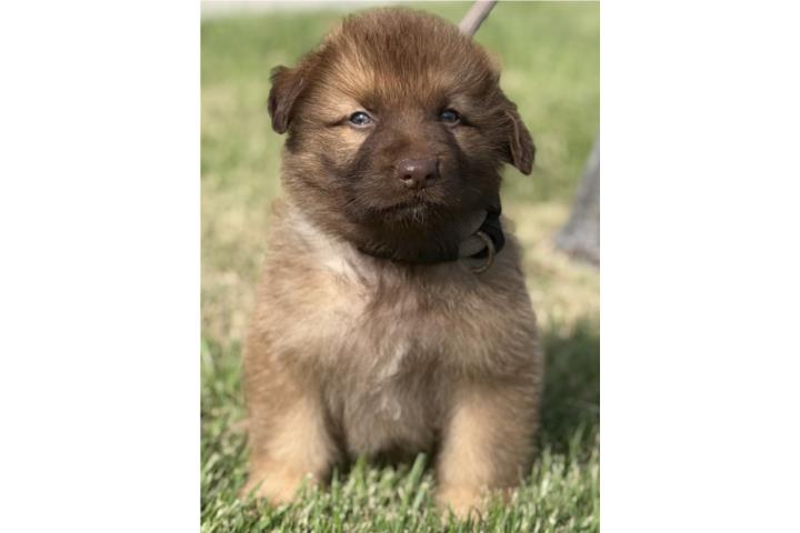 German Shepherd liver macho Puerto Rico