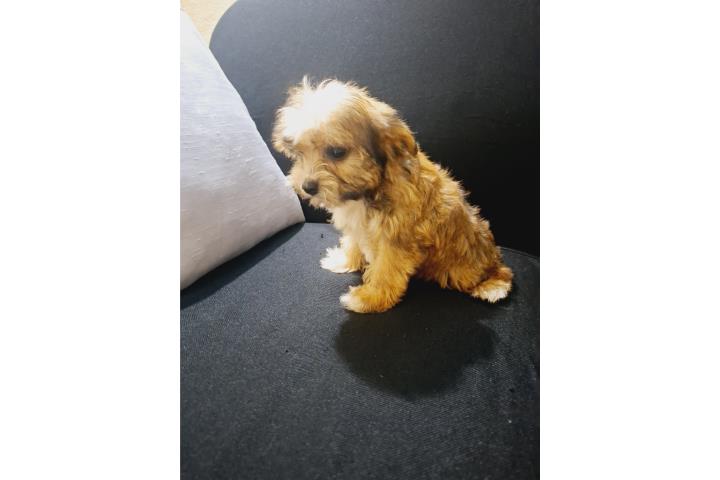 TOY YORKIE HEMBRA GOLD Puerto Rico