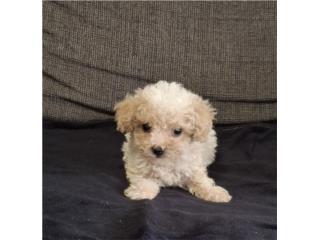TOY POODLE MACHO BLANCO Y DORADO, Puppy