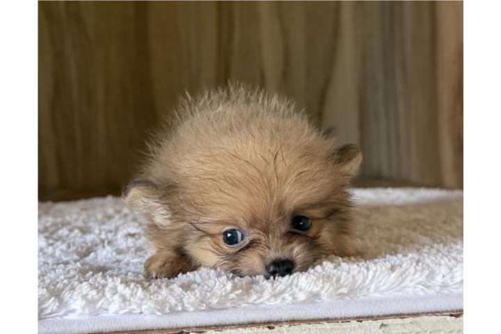 Pomeranian nene  Puerto Rico
