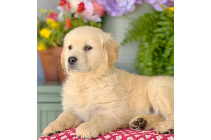 Golden Retriever LIGHT GOLDEN BIG BONE AKC Puerto Rico