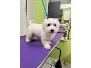 Puerto Rico Maltes Macho, Perros Gatos y Caballos