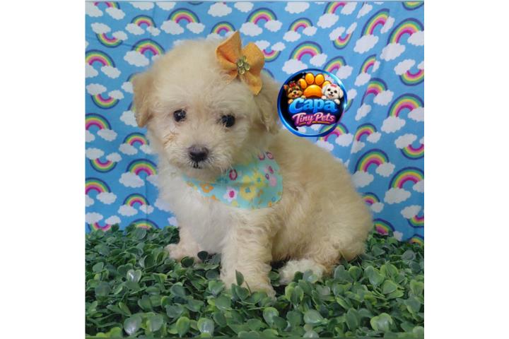 Poodle toy nena con papeles