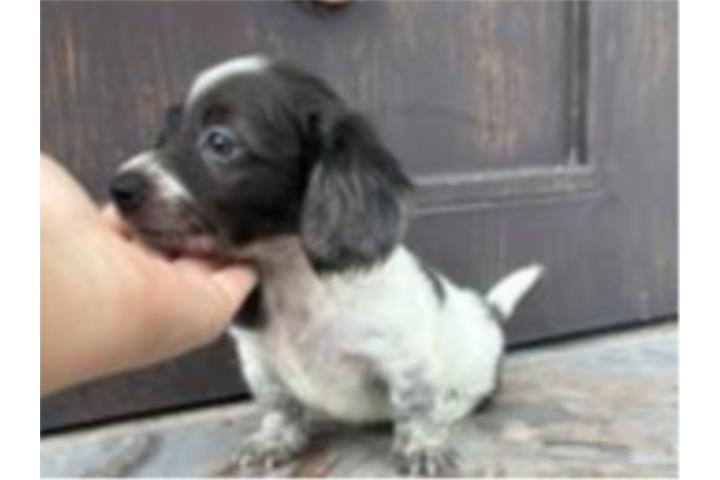 Dachshund (salchicha) mini long hair  Puerto Rico