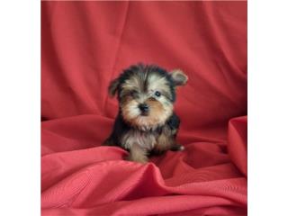 YORKIE TOY HEMBRA BLACK AND GOLD, Puppy