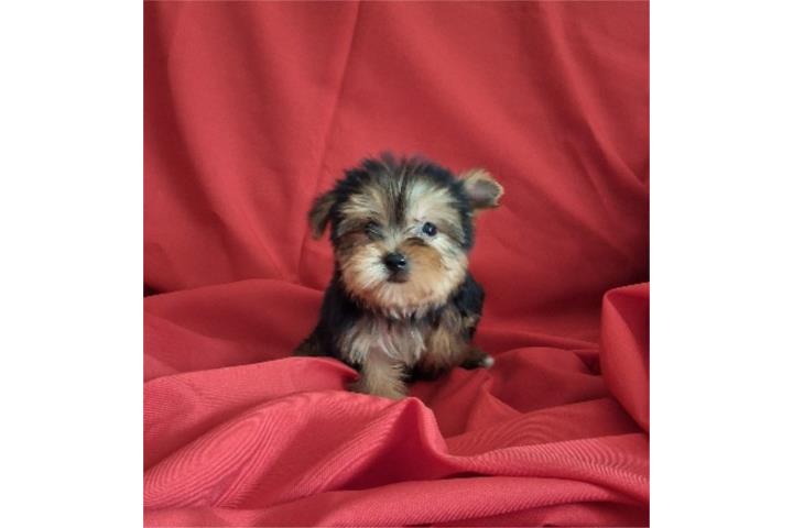 YORKIE TOY HEMBRA BLACK AND GOLD Puerto Rico