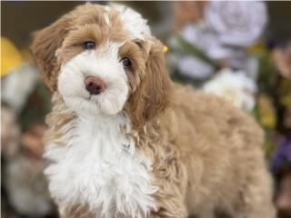 Puerto Rico Bernedoodle Mediana - Los Osos PR, Perros Gatos y Caballos