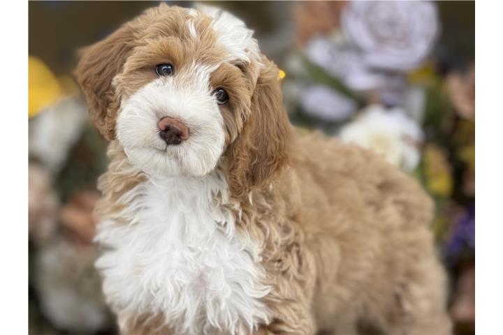 Clasificados Online Mascotas Bernedoodle Mediana - Los Osos PR
