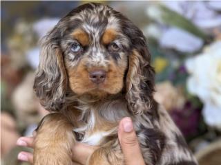 Cocker Spaniel nena - Los Osos PR, Los Osos PR