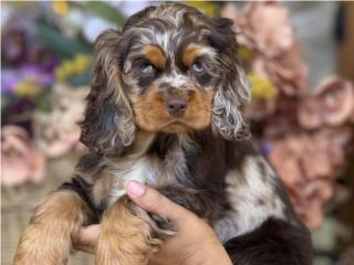 Puerto Rico Cocker Spanirl Phantom Merle - Los Osos PR, Perros Gatos y Caballos