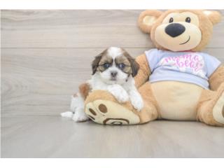Cachorros Malshi - Puppy Love PR, Puppy Love