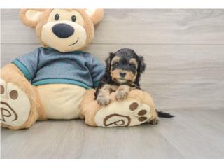 Cachorros Yorkie Poos - Puppy Love PR, Puppy Love