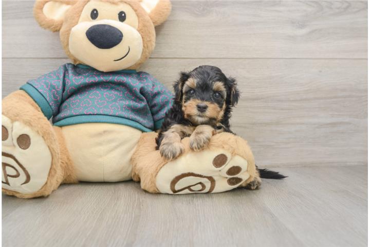 Cachorros Yorkie Poos - Puppy Love PR