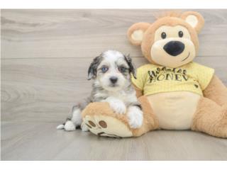 Cachorros Mini Aussiechon - Puppy Love PR, Puppy Love