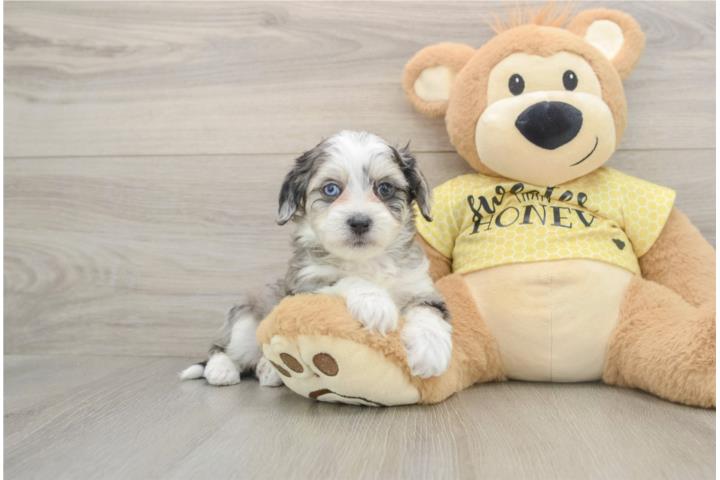 Clasificados Online Mascotas Cachorros Mini Aussiechon - Puppy Love PR