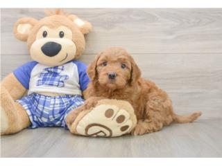 F1B Mini Goldendoodle - Puppy Love PR, Puppy Love