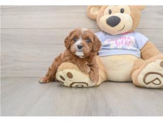 Cachorros Cavapoos - Puppy Love PR, Puppy Love