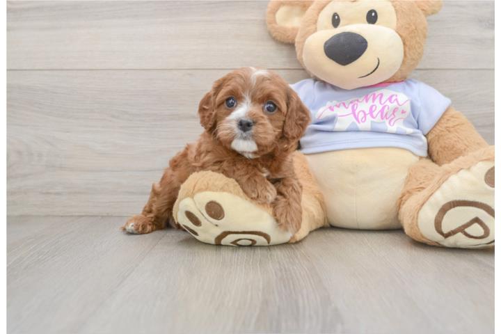 Clasificados Online Mascotas Cachorros Cavapoos - Puppy Love PR