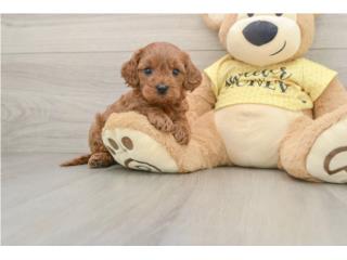 Cavapoo Perritos - Puppy Love Puerto Rico, Puppy Love