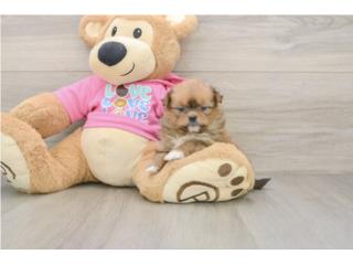 Cachorros Shih Poms - Puppy Love PR, Puppy Love