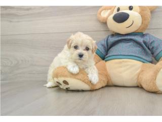 Cachorros Maltipoos - Puppy Love PR, Puppy Love